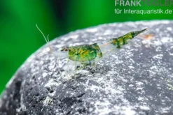 Green Rili Shrimp, Neocaridina davidi
