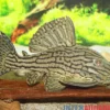 Green Royal Titan Pleco, L418, Panaque cf. titan, 15-20 cm