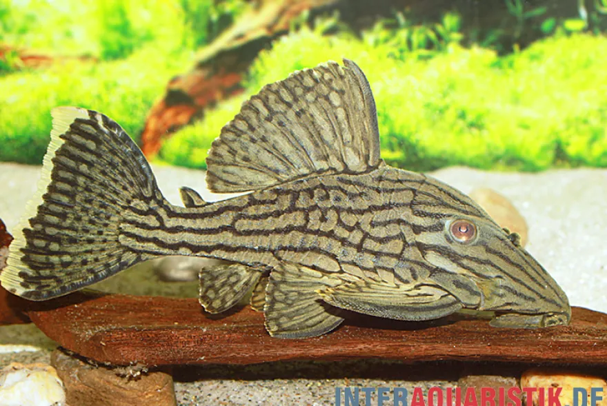 Green Royal Titan Pleco, L418, Panaque cf. titan, 15-20 cm