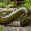 Green-Striped-Millipede, Spirostreptus spec.