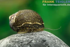 Green Tiger Rennschnecke, Neritina sp.