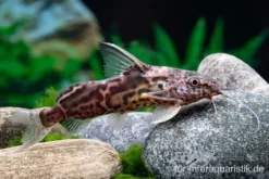 Greshoffs Fiederbartwels, Synodontis greshoffi