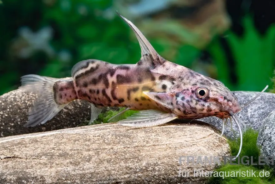 Greshoffs Fiederbartwels, Synodontis greshoffi