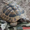 Griechische Landschildkröte, Testudo hermanni boettgeri