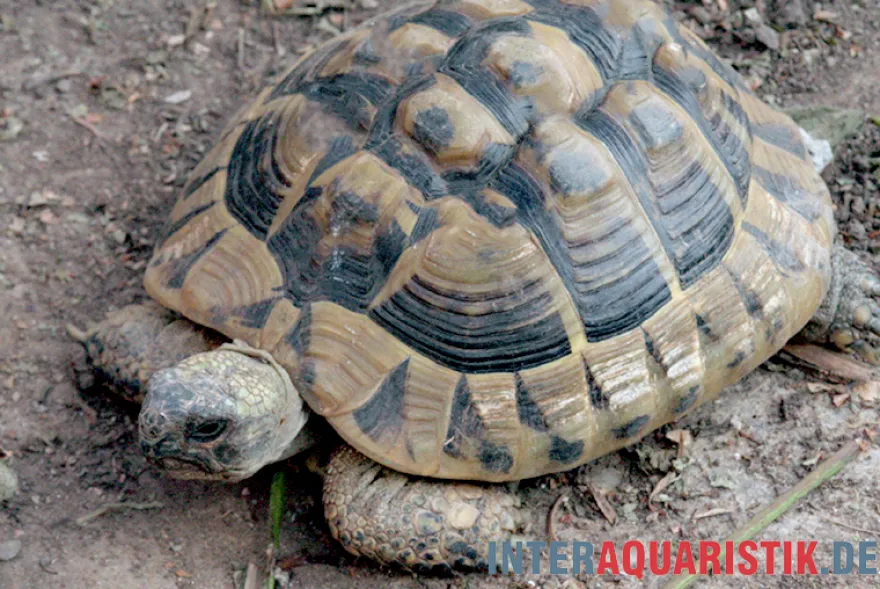 Griechische Landschildkröte, Testudo hermanni boettgeri