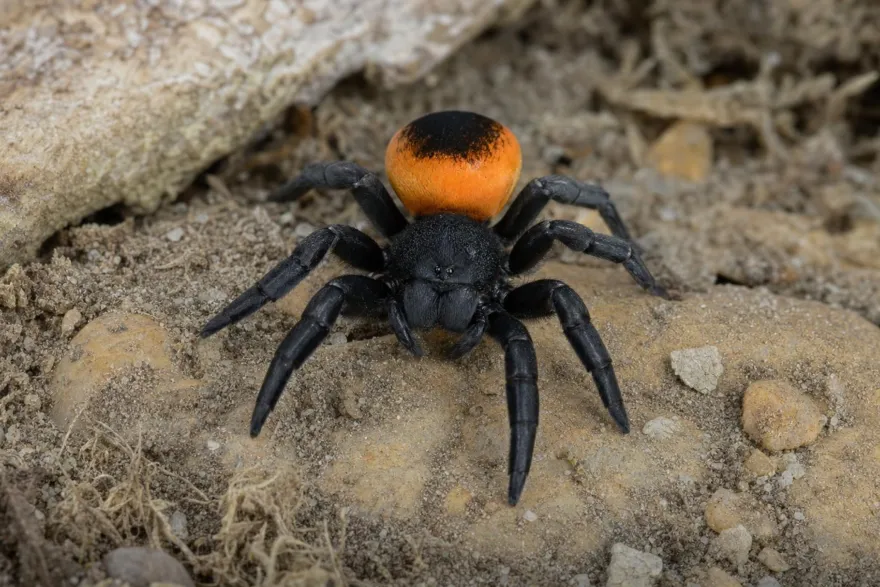 Griechische Röhrenspinne, Eresus walckenaeri