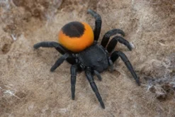 Griechische Röhrenspinne, Eresus walckenaeri