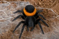Griechische Röhrenspinne „Orange Ring“, Eresus walckenaeri