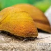 Grüne Algenrennschnecke, Neritina pulligera var. green