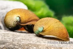 Grüne Algenrennschnecke, Neritina pulligera var. green