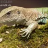 Grüne Ameive, Ameiva ameiva