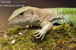 Grüne Ameive, Ameiva ameiva