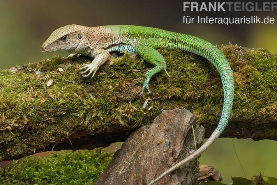 Grüne Ameive, Ameiva ameiva