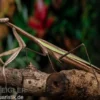 Grüne Fangheuschrecke, Green Mantis, Hierodula patellifera