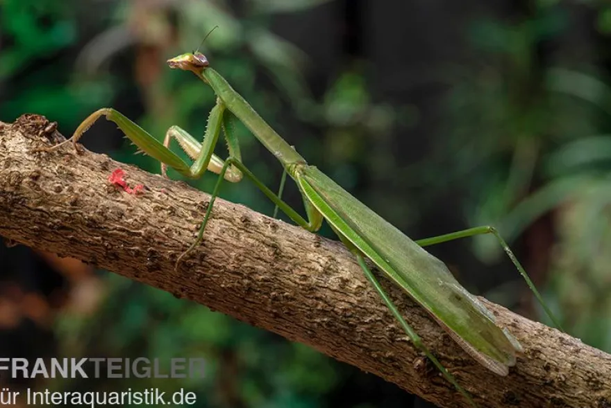 Grüne Fangheuschrecke, Green Mantis, Hierodula patellifera