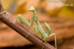 Grüne Fangheuschrecke, Green Mantis, Hierodula patellifera