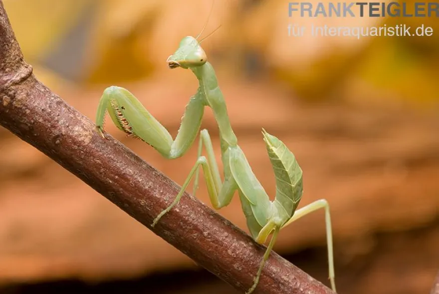 Grüne Fangheuschrecke, Green Mantis, Hierodula patellifera