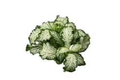 Grüne Fittonia, Fittonia verschaffeltii (Terrariumpflanze)