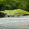 Grüne Nashorngarnele, Caridina hodgarti