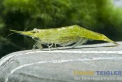 Grüne Nashorngarnele, Caridina hodgarti