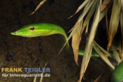 Grüne Peitschennatter, Ahaetulla nasuta