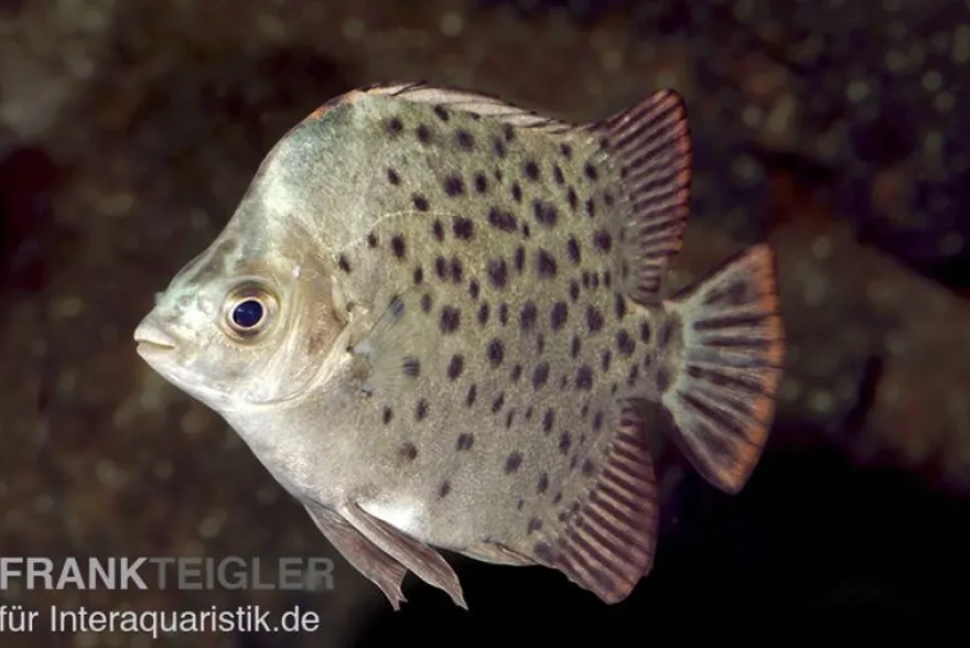 Grüner Argusfisch, Scatophagus argus argus, 4-6 cm