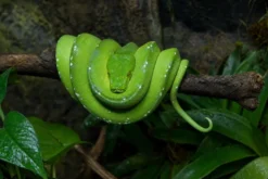 Grüner Baumpython, Morelia viridis
