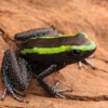 Grüner Blattsteiger, Phyllobates aurotaenia
