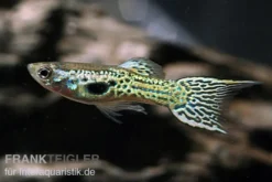 Grüner Cobra Endler Guppy, Poecilia wingei, paarweise