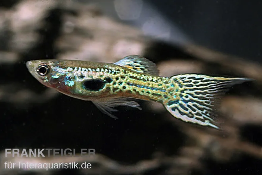 Grüner Cobra Endler Guppy, Poecilia wingei, paarweise