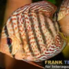 Grüner Diskus TEFE, Symphysodon aequifasciatus Tefe, WF, 14-17 cm