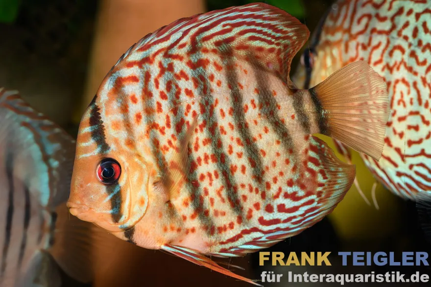 Grüner Diskus TEFE, Symphysodon aequifasciatus Tefe, WF, 14-17 cm
