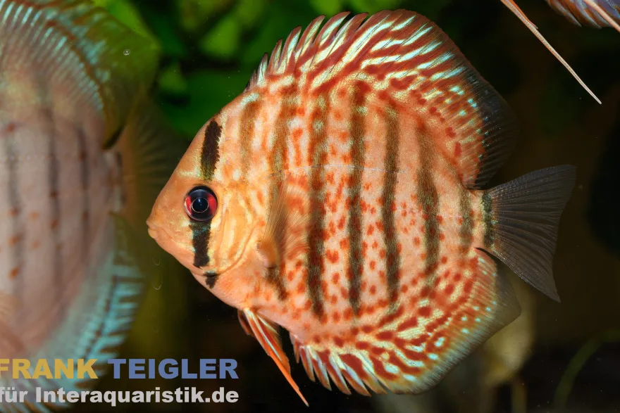 Grüner Diskus TEFE, Symphysodon aequifasciatus Tefe, WF, 14-17 cm