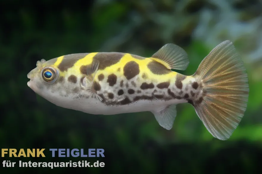 Grüner Flusskugelfisch, Dichotomyctere fluviatilis