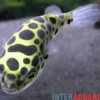 Grüner Kugelfisch, Tetraodon nigroviridis