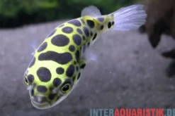 Grüner Kugelfisch, Tetraodon nigroviridis
