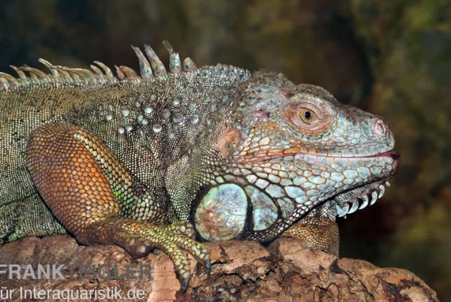 Grüner Leguan, Iguana iguana