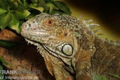 Grüner Leguan, Iguana iguana