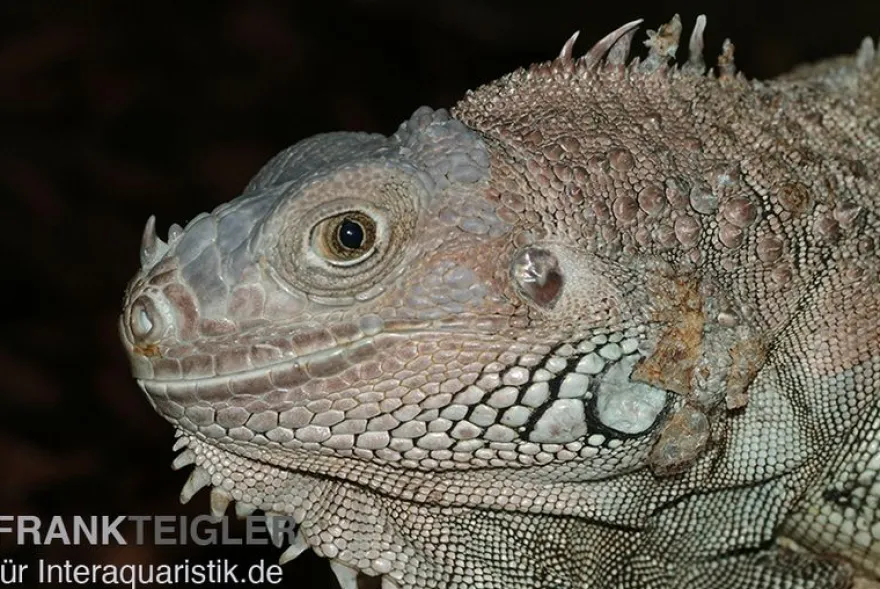 Grüner Leguan, Iguana iguana
