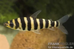 Grüner Leporinus, Leporinus fasciatus (Wespensalmler)