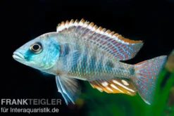 Grüner Maulbrüter, Otopharynx tetrastigma, DNZ