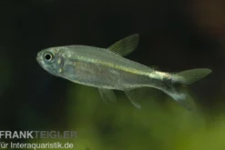 Grüner Neon, Hemigrammus hyanuary