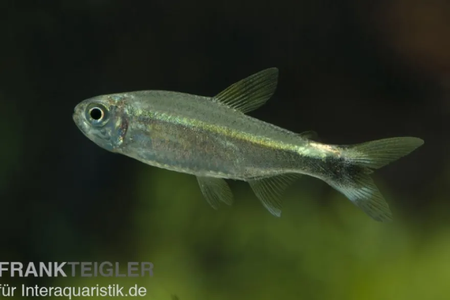 Grüner Neon, Hemigrammus hyanuary