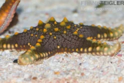 Grüner Noppenseestern, Pentaceraster mammillatus