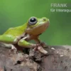Grüner Riedfrosch, Hyperolius fusciventris