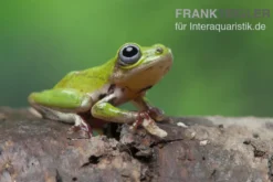 Grüner Riedfrosch, Hyperolius fusciventris