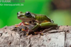 Grüner Riedfrosch, Hyperolius fusciventris