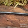Grüner Tausendfüßer, Spirobolus sp. "Green"