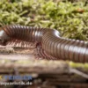 Grüner Tausendfüßer, Telodeinopus aoutii