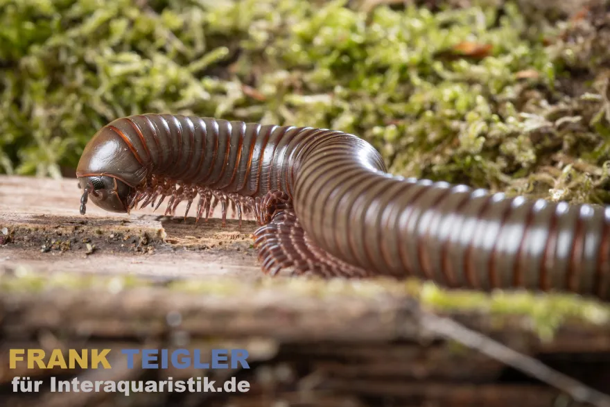 Grüner Tausendfüßer, Telodeinopus aoutii